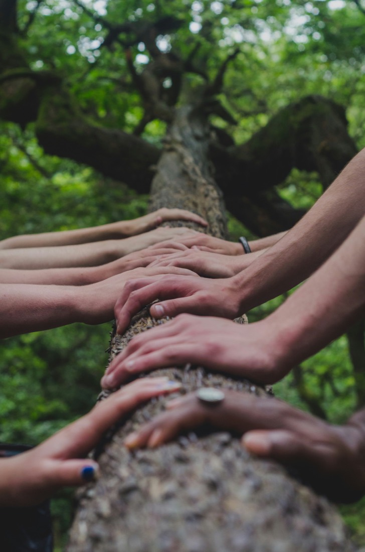 Manos de un equipo apoyadas juntas sobre el tronco de un árbol